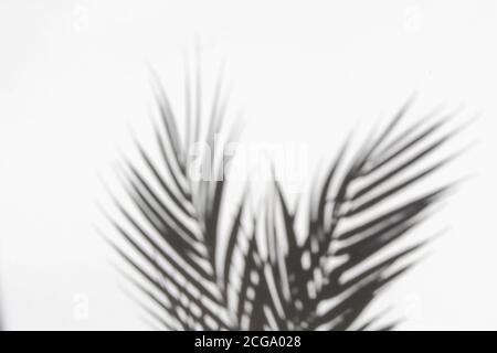 Palmblätter und ihr Schatten auf weißem Hintergrund. Sommerkonzept. Stockfoto