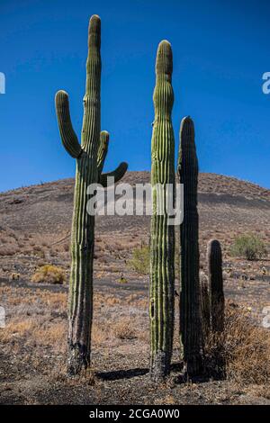 Kaktus gigante mexicano, Pachycereus pringlei, cardón gigante mexicano o Cactus elefante, especie de Cactus nativa del noroeste de México en los estados de Baja California, Baja California Sur y Sonora. Desierto de Sonora en la sierra de la Reserva de la Biosfera El Pinacate y gran desierto de Altar en Sonora, Mexiko. Patrimonio de la Humanidad por la UNESCO. Ecosistema tipico entre la frontera del desierto de Arizona y Sonora. Plantas y vegetacion escasa del desierto. Arido, seco, sequia. SE le conoce comúnmente como cardón, un nombre derivado de la palabra española cardo, que significa 'car Stockfoto