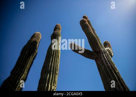 Kaktus gigante mexicano, Pachycereus pringlei, cardón gigante mexicano o Cactus elefante, especie de Cactus nativa del noroeste de México en los estados de Baja California, Baja California Sur y Sonora. Desierto de Sonora en la sierra de la Reserva de la Biosfera El Pinacate y gran desierto de Altar en Sonora, Mexiko. Patrimonio de la Humanidad por la UNESCO. Ecosistema tipico entre la frontera del desierto de Arizona y Sonora. Plantas y vegetacion escasa del desierto. Arido, seco, sequia. SE le conoce comúnmente como cardón, un nombre derivado de la palabra española cardo, que significa 'car Stockfoto