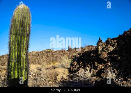 Kaktus gigante mexicano, Pachycereus pringlei, cardón gigante mexicano o Cactus elefante, especie de Cactus nativa del noroeste de México en los estados de Baja California, Baja California Sur y Sonora. Desierto de Sonora en la sierra de la Reserva de la Biosfera El Pinacate y gran desierto de Altar en Sonora, Mexiko. Patrimonio de la Humanidad por la UNESCO. Ecosistema tipico entre la frontera del desierto de Arizona y Sonora. Plantas y vegetacion escasa del desierto. Arido, seco, sequia. SE le conoce comúnmente como cardón, un nombre derivado de la palabra española cardo, que significa 'car Stockfoto