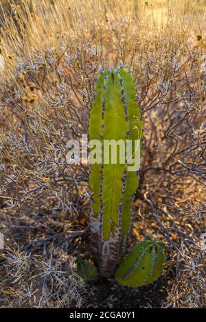 Kaktus gigante mexicano, Pachycereus pringlei, cardón gigante mexicano o Cactus elefante, especie de Cactus nativa del noroeste de México en los estados de Baja California, Baja California Sur y Sonora. Desierto de Sonora en la sierra de la Reserva de la Biosfera El Pinacate y gran desierto de Altar en Sonora, Mexiko. Patrimonio de la Humanidad por la UNESCO. Ecosistema tipico entre la frontera del desierto de Arizona y Sonora. Plantas y vegetacion escasa del desierto. Arido, seco, sequia. SE le conoce comúnmente como cardón, un nombre derivado de la palabra española cardo, que significa 'car Stockfoto