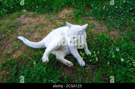 Weiße Katze mit verschiedenen Augen, die auf dem grünen Gras auf einem Spaziergang liegt Stockfoto