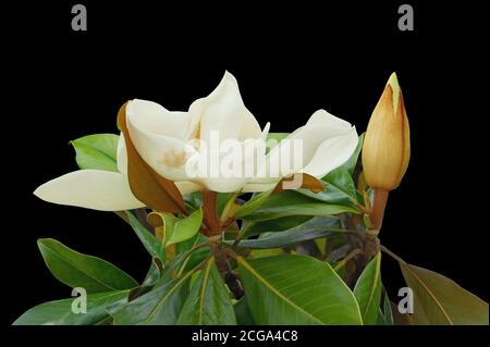 Schöne weiße Blume der Magnolie ( Magnolia grandiflora ) Mit Knospe und grünen Blättern isoliert auf schwarzem Hintergrund Stockfoto