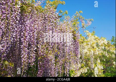 Frühlingsblumen. Blühende Glyzinie im mediterranen Garten Stockfoto