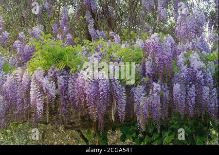 Frühlingsblumen. Blühende Glyzinie Rebe im mediterranen Garten Stockfoto