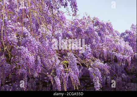Frühlingsblumen. Blühende Glyzinie Rebe im mediterranen Garten Stockfoto