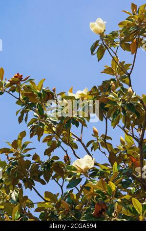 Äste der Magnolie ( Magnolia grandiflora ) Baum mit Blättern und Blumen gegen blauen Himmel auf sonnig Frühlingstag Stockfoto