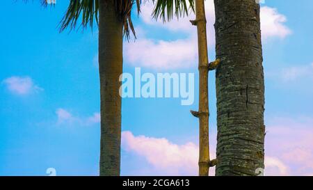 Die Natur von Bengalen! Am heißen Nachmittag den Saft von der Palme einsammeln. Das Spiel der Sonne im Spalt der Palme. Stockfoto