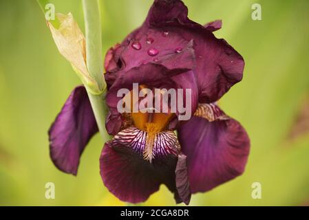 Schöne Blume Iris auf einem verschwommenen grünen Hintergrund. Feder. Lila Farbe irise Blume blüht nach Regen aus nächster Nähe. So schöne Blumen im Juni. Stockfoto