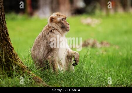 Makake auf dem Gras. Kleiner populärer Affe. Affe im Zoo auf dem Gras. Stockfoto