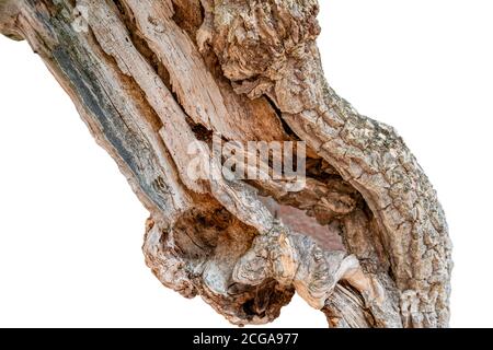 Alte gebrochene Baumstamm in weißem Rücken Stockfoto