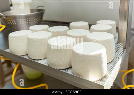 Die Käseköpfe werden auf Racks in der Käserei getrocknet. Werkstatt für die Herstellung von Käse auf einer Öko-Farm. Stockfoto