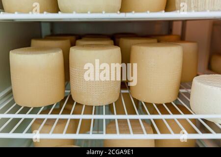 Die Käseköpfe werden auf Racks in der Käserei getrocknet. Werkstatt für die Herstellung von Käse auf einer Öko-Farm. Stockfoto