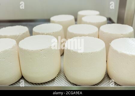 Die Käseköpfe werden auf Racks in der Käserei getrocknet. Werkstatt für die Herstellung von Käse auf einer Öko-Farm. Stockfoto