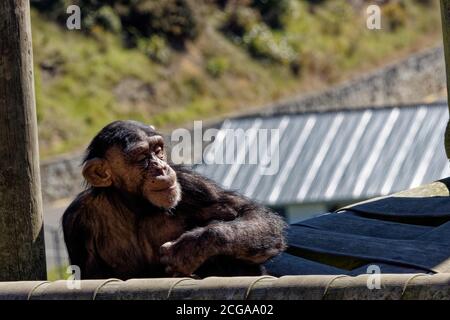 Der Schimpansen (Pan troglodytes), auch bekannt als der gewöhnliche Schimpansen, robuste Schimpansen oder einfach Schimpansen, ist eine Art von großen Affen. Stockfoto
