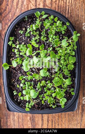 Microgreens werden in einem diy Mini-Gewächshaus auf der Fensterbank angebaut, das aus einem Container aus dem Lebensmittelgeschäft von einem Rotisserie-Huhn hergestellt wird Stockfoto