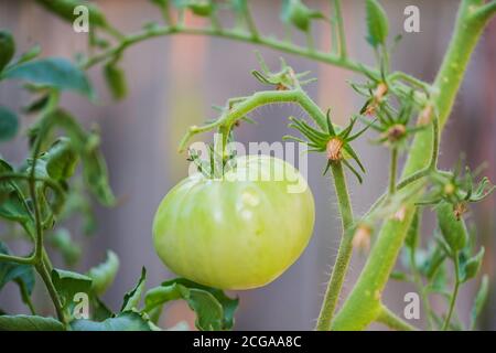 Nahaufnahme einer Beefmaster Tomate mit den Blättern, die Blattwellung zeigen, wahrscheinlich bei extremer Hitze. Kansas, USA. Stockfoto