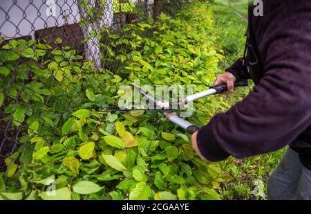 Beschnittene Hände der Person schneiden Pflanzen bei Backyard. Frau Schneiden Sträucher mit großen Gartenschere Stockfoto