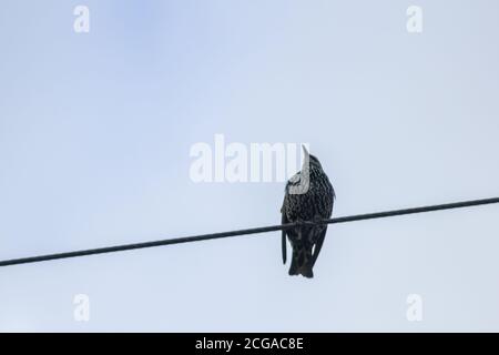 Lonely Bird Single sitzt auf einem Draht Freiheit Traum Stockfoto