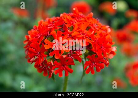 Scharlachrote Blüten der roten Gartengeranie. Blüht rote Geranie im Sommergarten Stockfoto