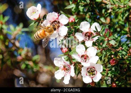 Honey Bee Sammeln Pollen aus Neuseeland Manuka Blumen Stockfoto