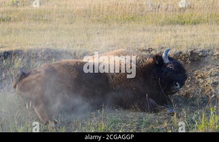 Bison rollt in den Schmutz, um Staub auf seine Haut hinzuzufügen, um Insekten vor dem Beißen zu schützen. Theodore Roosevelt National Park Stockfoto