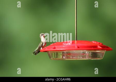 Rubinkehlige Kolibri Archilochus colubris besucht im Sommer ein Futterhäuschen Stockfoto