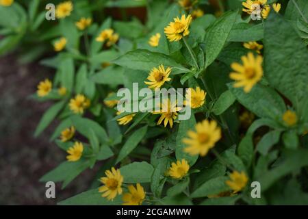 Sonnenblumenliebende, aber kleinere Blüten, die tatsächlich lokal als "kleine Sonnenblumen" bezeichnet werden, wie man sie im Pacet-Distrikt, Cianjur, West Java, Indonesien sieht. Stockfoto