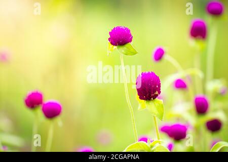Lila Blumen in grüner Natur Hintergrund sind erfrischend und Morgensonne. Globe Amaranth inmitten der reichen Wildblumenfelder. Der Begriff der Natur und Stockfoto
