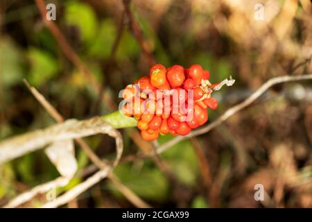 Reife Beeren auf einer Bube-in-the-Pulpit (Arisaema triphyllum), auch bekannt als Moorzwiebel, brauner Drache, indische Rübe, amerikanischer Wachrobin oder Wildrübe. Stockfoto