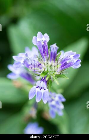 Große blaue Lobelie (Lobelia siphilitica) in der Familie Campanulaceae, die in Acton, Massachusetts, USA blüht. Stockfoto