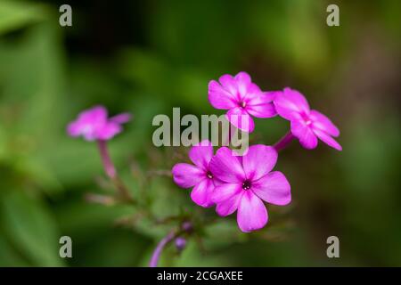 Phlox paniculata, bekannt als Herbst Phlox, Garten Phlox, mehrjährige Phlox, oder Sommer Phlox, in der Familie Polemoniaceae, blühend in Acton, Massachusetts, USA. Stockfoto