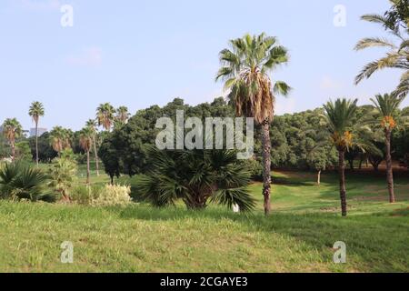 Edith Wolfson Park befindet sich in Tel Aviv Israel zeigt eine Frische grüne Landschaft zwischen den städtischen Gebäuden b Stockfoto