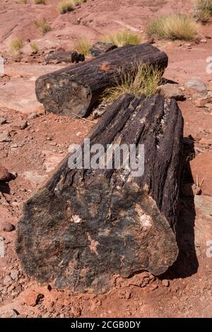 Große Stücke versteinerten Holzes aus alten Baumstämmen in der Cutler Formation entlang des Colorado River in der Nähe von Moab, Utah gefunden. Stockfoto