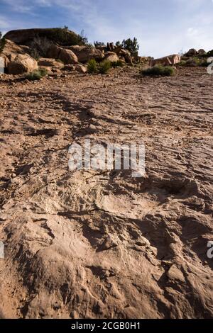 Ein allosaurus Dinosaurier Track im Sandstein des Copper Ridge Trackway in der Nähe von Moab, Utah. Stockfoto