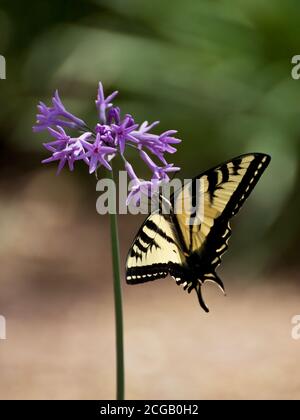 Ein blassgelber Schwalbenschwanzschmetterling auf Blüten Stockfoto