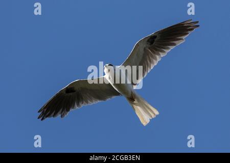 Ein ausgewachsener Weißschwanz-Drachen, elanus leucurus, im Flug. Stockfoto