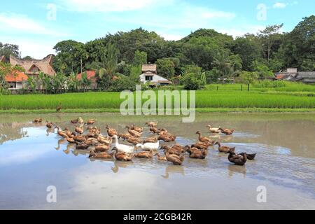 Enten füttern im Reisfeld, Ubud, Bali, Indonesien Stockfoto