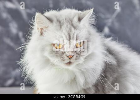 Weiße britische Katze mit gelben Augen auf grauem Hintergrund. Stockfoto
