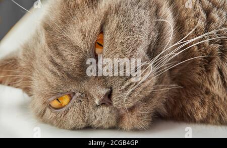 Die Katze der grauen Färbung britische Rasse liegt auf einem weißen Hintergrund. Stockfoto