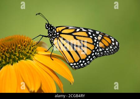 Neu entstandenen Monarchfalter (danaus Plexippus) auf Gelb coneflower. Natürlichen, grünen Hintergrund mit kopieren. Stockfoto