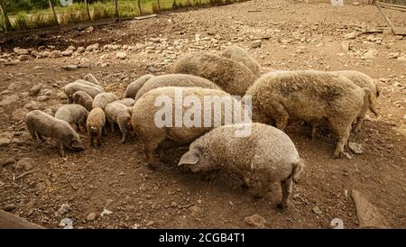 Mangalica eine ungarische Rasse von Hausschwein in Schweinerei Stockfoto