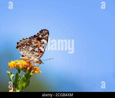 Gemalte Dame Schmetterling (Vanessa cardui) Fütterung auf lantana Blumen in Texas. Schöner blauer Himmel Hintergrund mit Kopierraum. Stockfoto