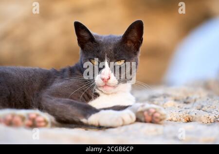 Straßenkatze auf einem Felsen in der Nähe des Strandes. Schwarz und weiß, Honigaugen, gelbe Augen, intensiv Stockfoto