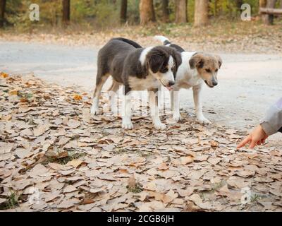 Frau gibt obdachlosen Hunden Nahrung. Frau Hand Fütterung der Welpen im Park. Stockfoto