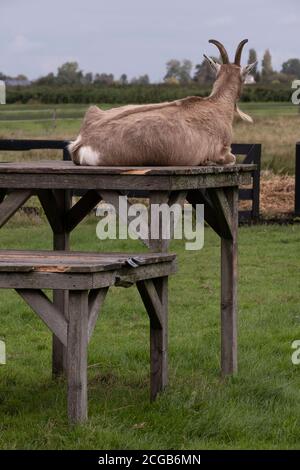 Ziege liegt auf einer Holzterrasse mit Holzbeinen in Ein Rasen und überwacht die Weide Stockfoto