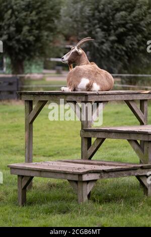 Ziege liegt auf einer Holzterrasse mit Holzbeinen in Ein Rasen und überwacht die Weide Stockfoto