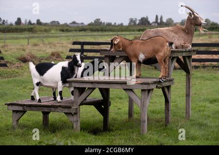 Einige Ziegen stehen und liegen auf Holzterrasse mit Holz Beine in einem Rasen Stockfoto