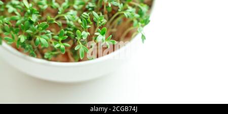 Brunnenkresse Salat in Schüssel auf weißem Hintergrund. Microgreens wächst. Gesunde Ernährung Konzept. Nahaufnahme - Bild Stockfoto