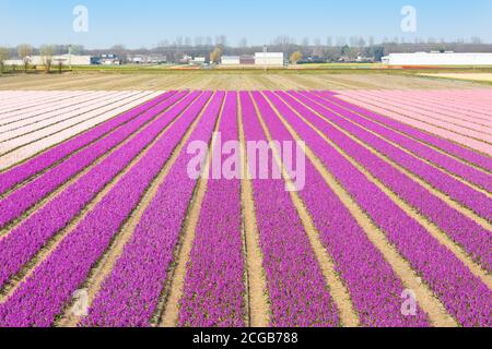 Blumenfeld mit violetten, weißen und rosa Hyazinthen. Schöne Frühlingslandschaft in den Niederlanden, Europa - Bild Stockfoto